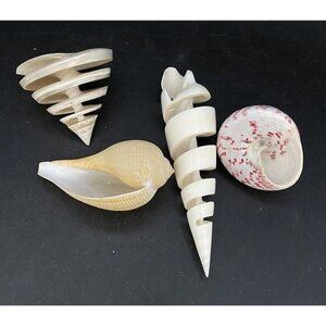Lot 4 Spiral Terebra Maculata Strawberry Trochus Ficus Papyratia Pearlized Shell